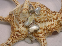 Wholesale butterfly shell pendant with 18KGP mounting on line